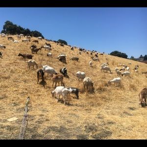 Meet your Posher, Diana